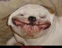 Dog face.jpg