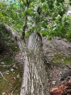 IMG_2118 - Copy.jpg
