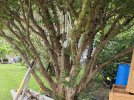 Jabuticaba.jpg