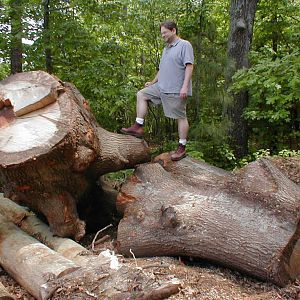 Everett Tree Yard