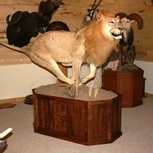 Taxidermy Bases
