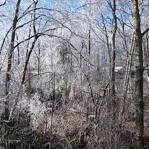 Ice Storm - My back woods