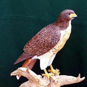 Red-tailed Hawk carved from basswood