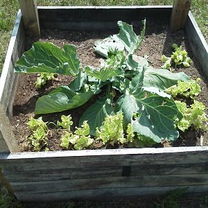 ravaged cabbage