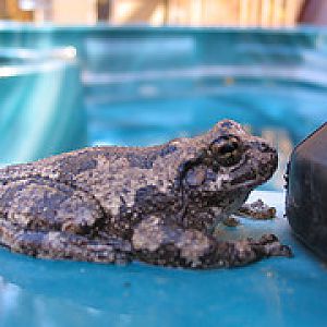 Tree toad who lives under the hot tub cover