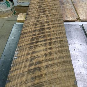 130+ year pine