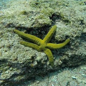 Starfish-r