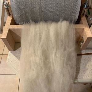 Carded wool