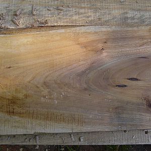 Elm from Jeff