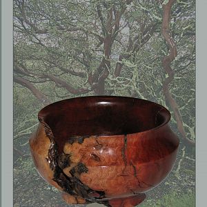 Manzanita Root Bowl