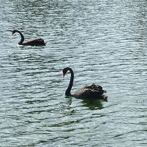 The famous NZ black swans