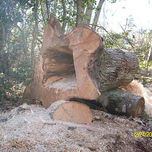 Ambrosia Maple stump