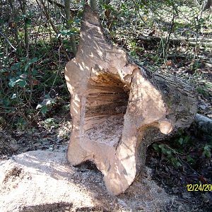 First cuts in butt end of stump