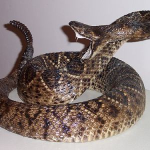 rattlesnake