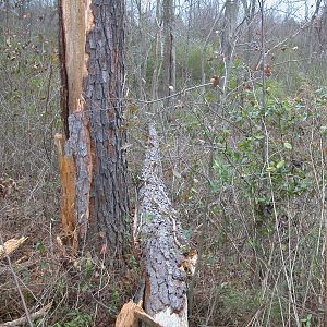 Pine tree down