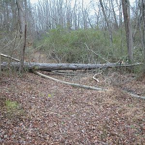 Pine tree down