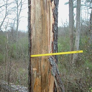 Pine tree down