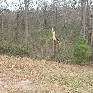 Pine tree down