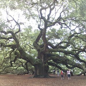Angel tree in Charleston, SC
