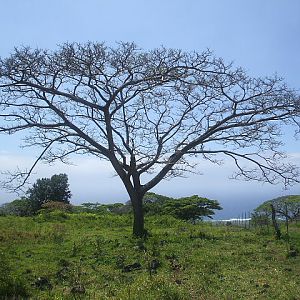 Hawaiian Monkey Pod tree