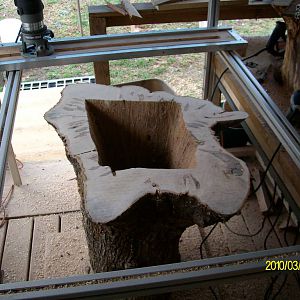 Maple_stump41