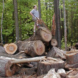 Everett_Log_Piles_002