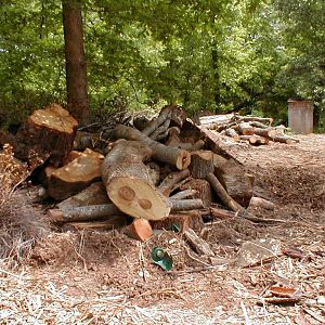 Everett_Log_Piles_003