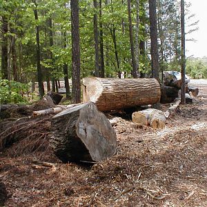 Everett_Log_Piles_005