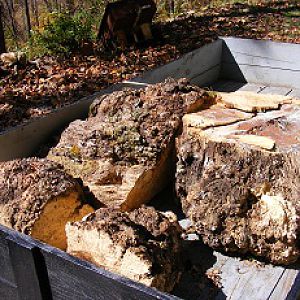 cut oak burl