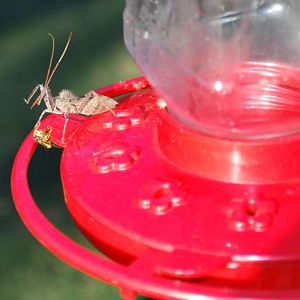 Wheel bug