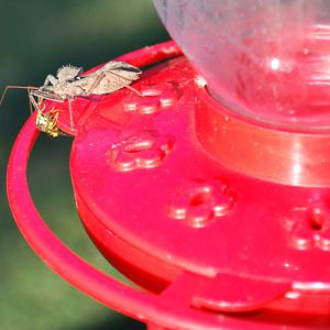 Wheel bug vs Yellow Jacket