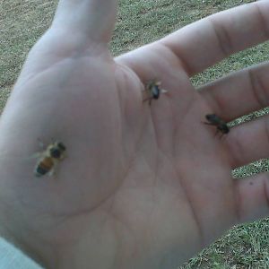 "Hand Feeding" my bees.