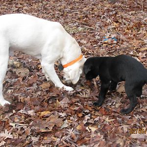 new_puppy_feb11_2011_017