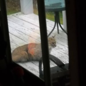 Bobcat on porch