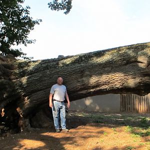 Large red oak log from The Kennals