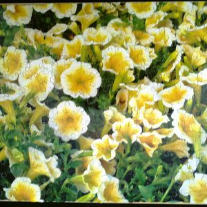 White petunia's with yellow centers
