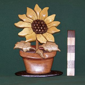 Sunflower Intarsia