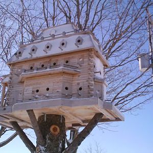 extreme birdhouses