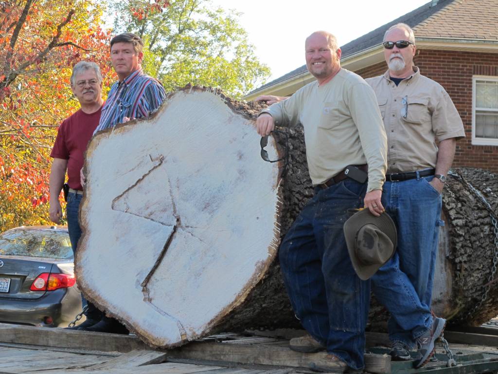 56" white oak log