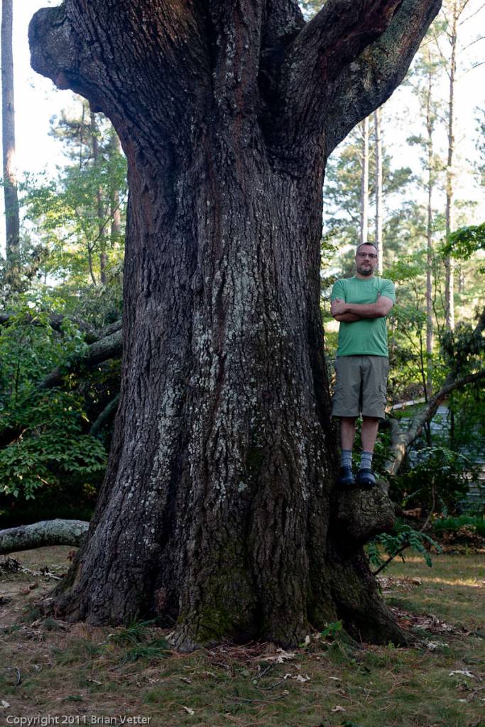 88" diameter oak tree