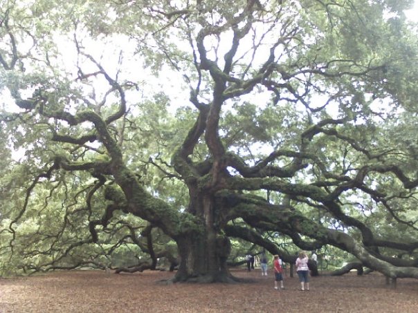 Angel tree in Charleston, SC