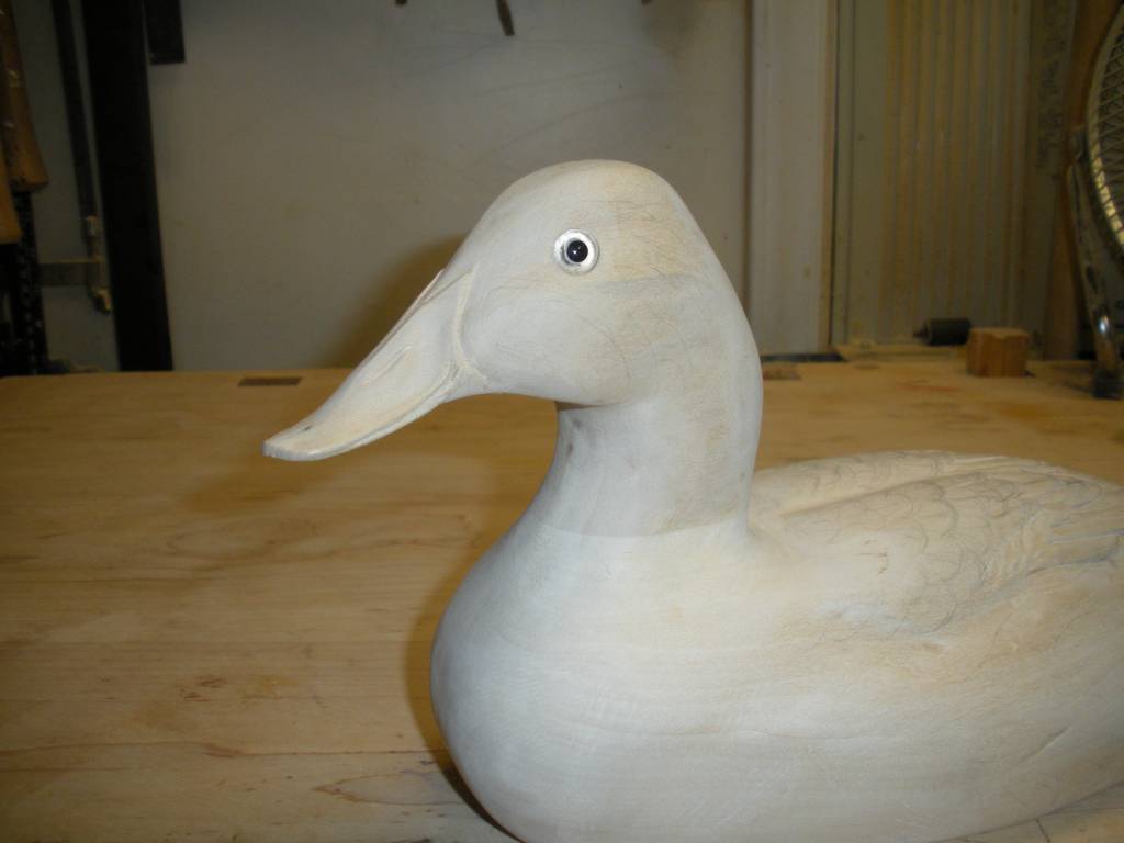 Canvasback carving - winter project 2010-11