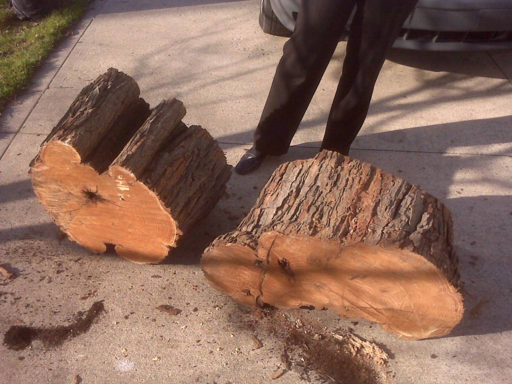 Found Osage Orange Logs
