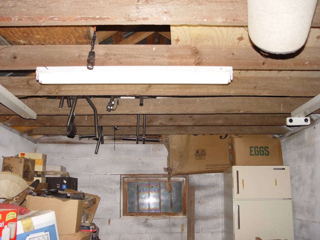 Inside rafters of the old garage