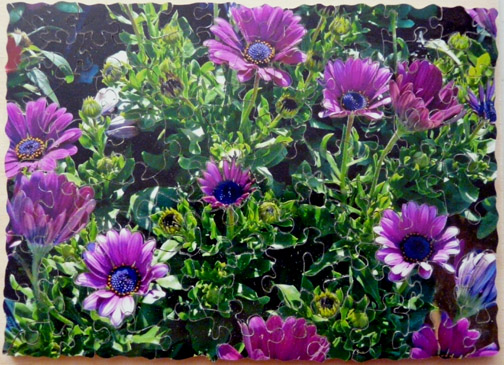 Purple daisies 2