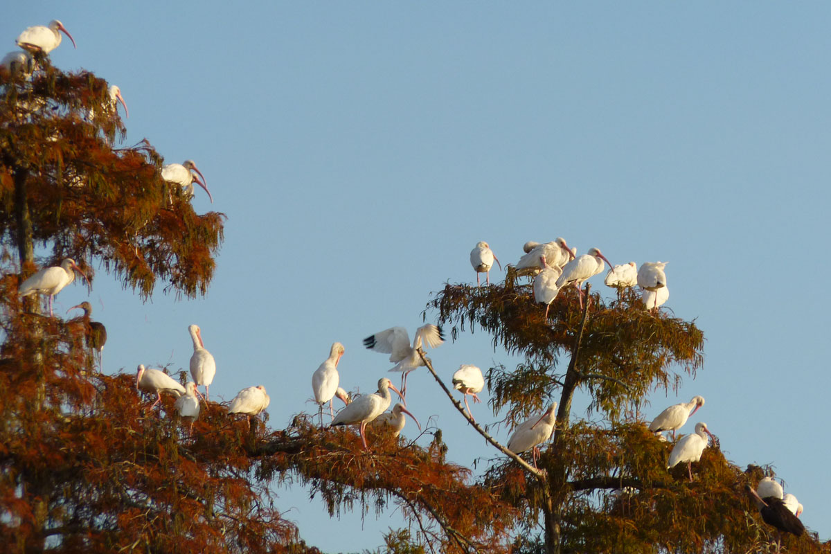 White Ibis on Bayou