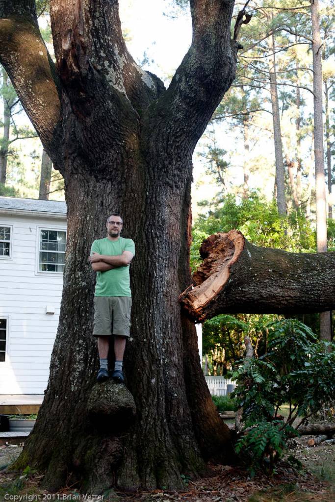 88" diameter oak tree