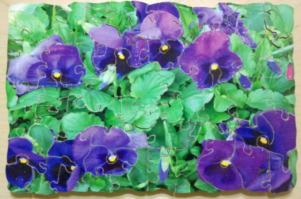 9 Pansies