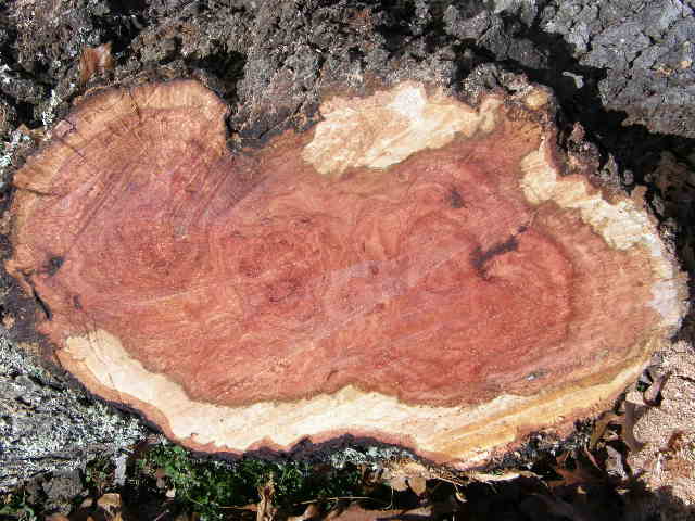 burl