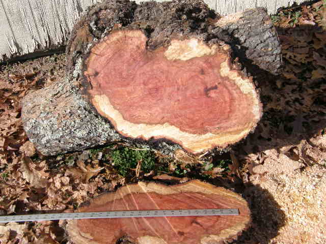 burl